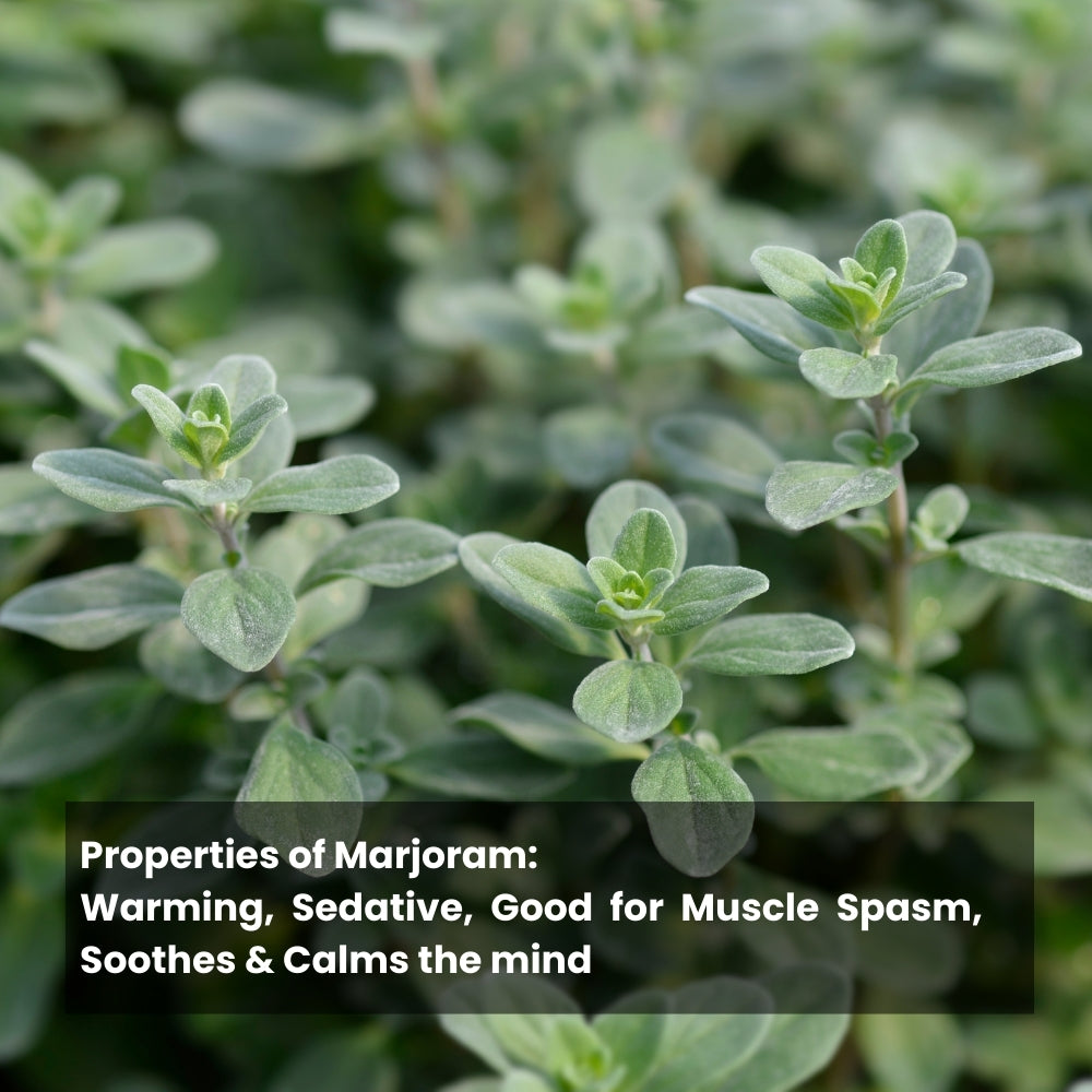 Organic Sweet Marjoram plant