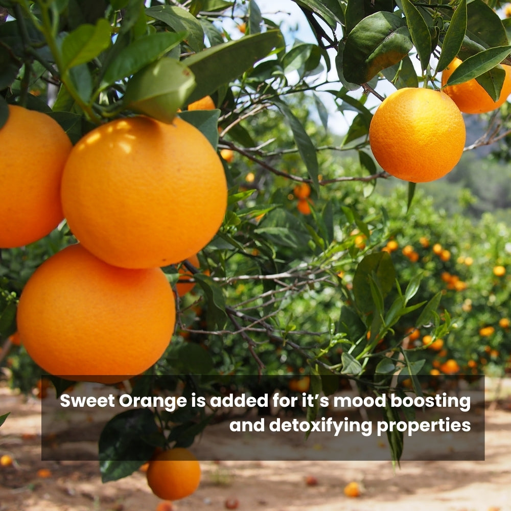 Organic Sweet Orange from Valencian Orange Tree