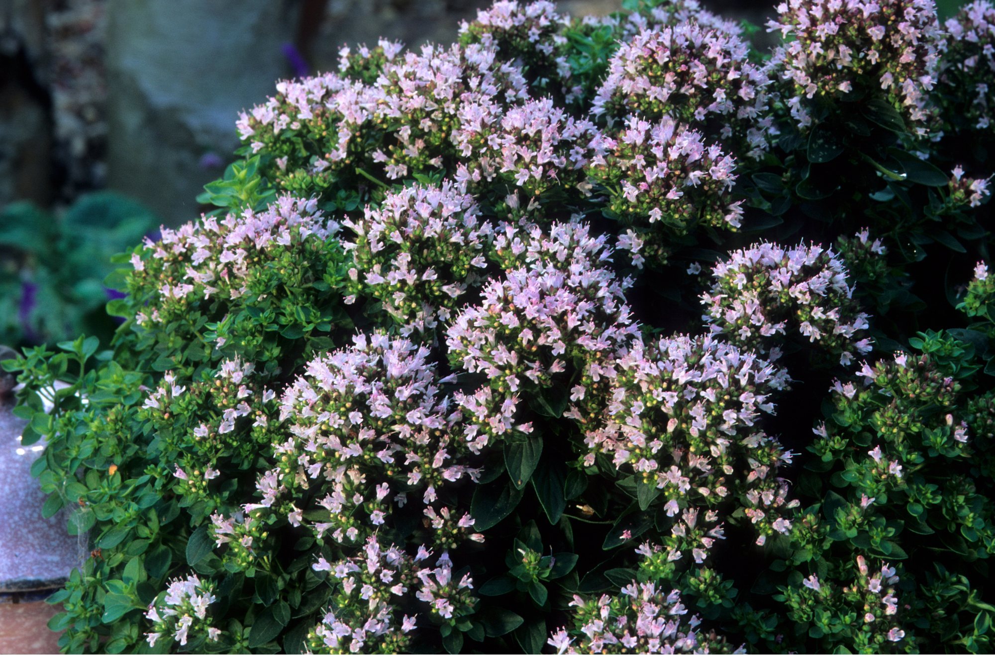 sweet marjoram flowers for marjoram essential oil