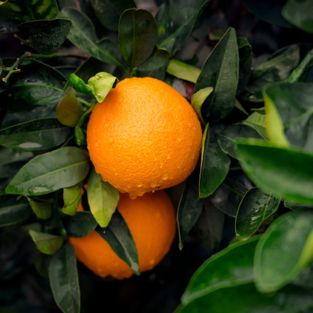 sweet orange lavender and pine essential oil in the magic 9 balm blend